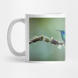 Green Violetear Hummingbird - Costa Rica Mug